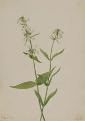 Pentstemon jaune, 1904