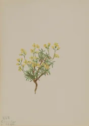 Saule jaune