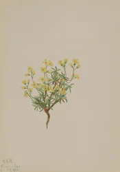 Herbe de saule jaune, 1922