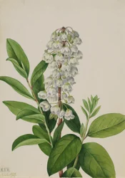 Zénobie (Zenobia cassinifolia)