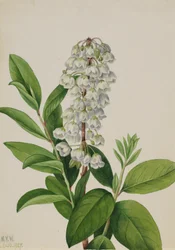Zenobia cassinifolia, 1927