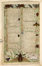 Papillons et coléoptères cornus, d