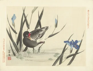 Foulque parmi les iris bleus
