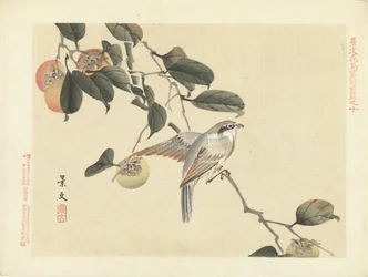 Oiseau et kaki