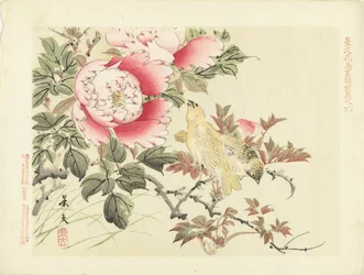 Oiseaux et pivoines