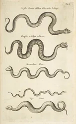 Tab II, Serpents, Illustration de 