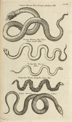 Tab IX, Serpents de mer, Illustration de 