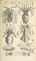Tab I, Poulpe, Illustration de 