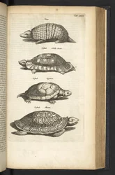 Tab LXXX, Tortues, illustration de 