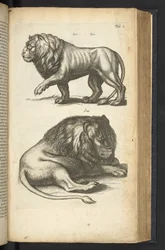 Tab L, Lions, illustration de 
