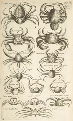 Tab VI, Crabes, Illustration de 