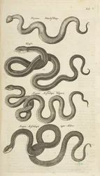Tab V, Serpents, Illustration de 