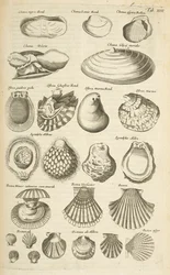 Tab XIIII, Divers coquillages, Illustration de 