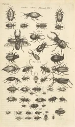 Tab XIII, Coléoptères, Illustration de 