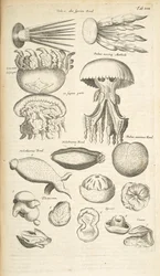 Tab XIX, Méduses, Concombre de mer et autres formes de vie marine, Illustration de 