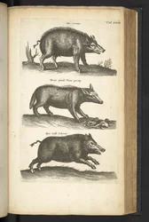 Tab XLVIII, Sanglier, Illustration de 