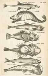 Tab XLVII, Espèces de poissons, Illustration de 