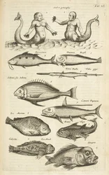 Tab XL, Anthropomorphos; Sirène; Triton; Poisson tropical, Illustration de 