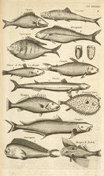 Tab. XXXIII, Poissons épineux, Illustration de 