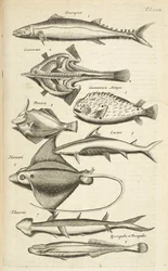 Tab XXXIX, Espèces de poissons, Illustration de 