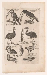 Toucans et autres oiseaux