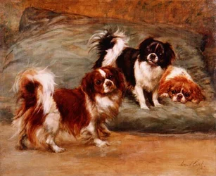Trois épagneuls King Charles sur un coussin
