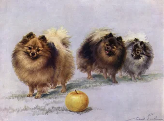 Trois des Pomeranians Champion de Mme Hall Walker