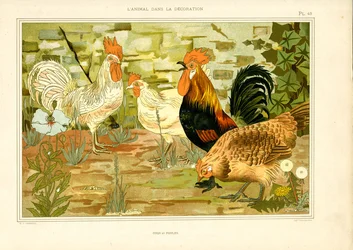 Représentation naturaliste de poules et de coqs (litho)