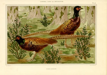 Couple naturaliste de faisans dans la forêt (litho)