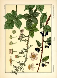 Le Buisson de Mûres