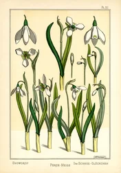 Le Perce-neige