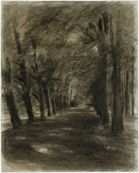 Allée bordée d