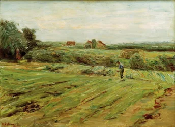 Champ de récolte – Champ de choux (?)
