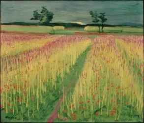 Champ de blé en fleurs
