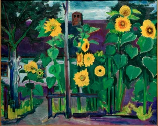 Tournesols devant l