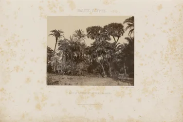 Bois de Daltiers et de Palmiers Doums