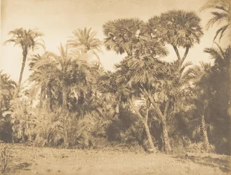 Bois de Dattiers et de Doums, à Hamarneh