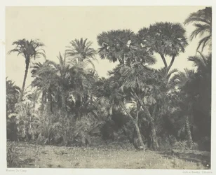 Bois de Dattiers et de Palmiers Doums, Haute-Égypte, 1849-51, imprimé en 1852