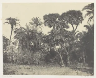 Bois de dattier et de palmier doum, Haute-Égypte