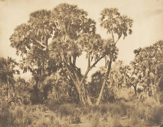 Palmiers Doums à Hamarneh, 1849-50
