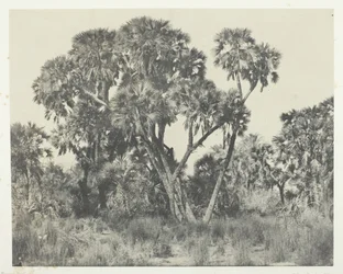 Palmiers Doums, Haute-Égypte, 1849-51, imprimé en 1852