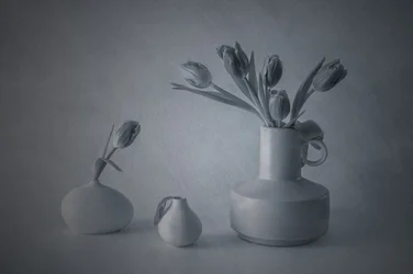 Tulipes dans une nature morte mélancolique