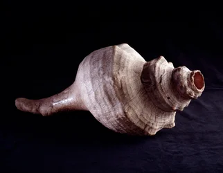 Art précolombien, civilisation maya, période classique : coquillage marin utilisé comme instrument de musique (trompette). Provenant d