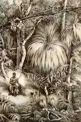 Scène de forêt tasmanienne, 1879