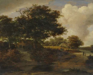 paysage forestier