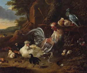 Coq, poules et autres volailles dans une cour
