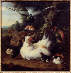 Une poule et ses poussins. Peinture de Melchior Hondecoeter (1636-1695), XVIIe siècle. Caen, musée des Beaux-Arts