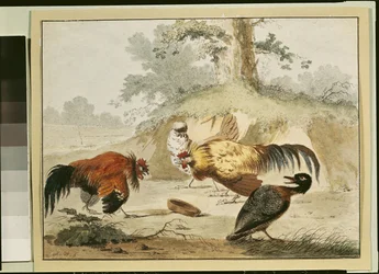 Coqs combattant