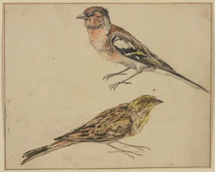 Un chardonneret et une linotte