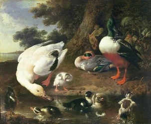 Canards de basse-cour